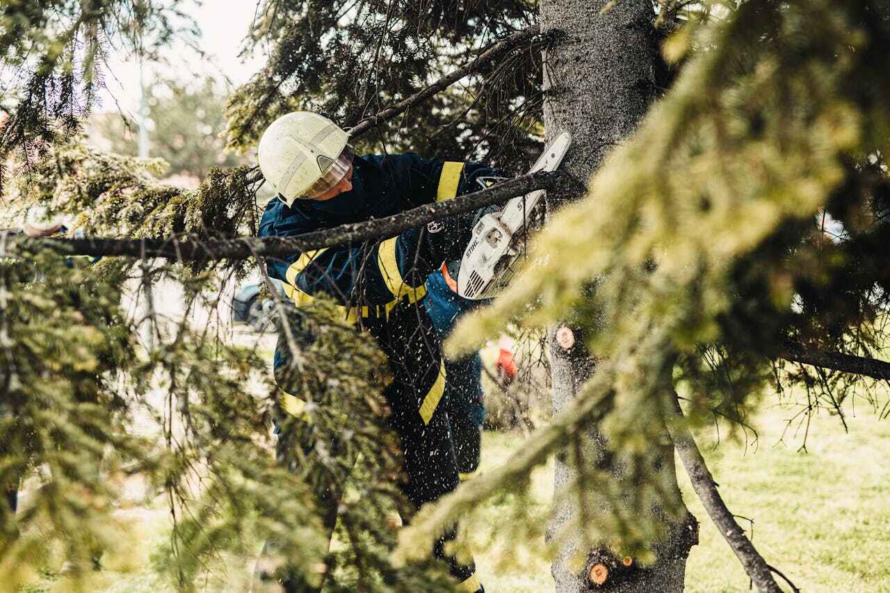 The Steps Involved in Our Tree Care Process in Bunnell, FL